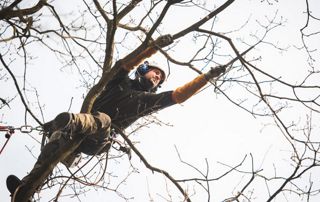élagueur au travail