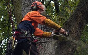 coupage de branche