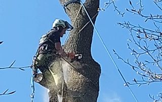 Travail d'élagage arbre