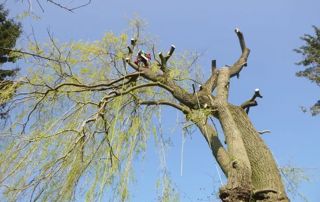 élagueur effectuant le démontage d'un arbre